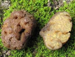 Attēlu rezultāti vaicājumam “Pachyphloeus melanoxanthus”