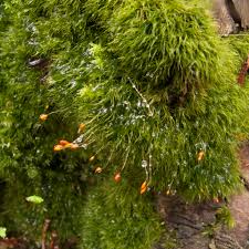 Attēlu rezultāti vaicājumam “Dicranella heteromalla sporophyte”