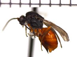 Attēlu rezultāti vaicājumam “Diplolepis bicolor”