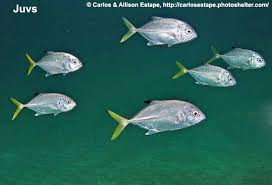 Image result for Caranx latus