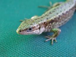 Attēlu rezultāti vaicājumam “Lacerta vivipara”