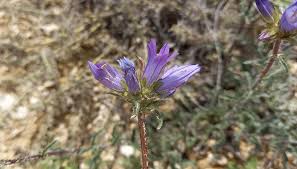 Image result for Campanula lingulata