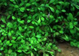 Attēlu rezultāti vaicājumam “Elatine hydropiper leaf”