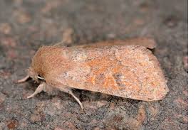 Attēlu rezultāti vaicājumam “Orthosia miniosa”