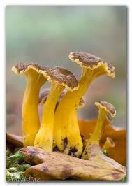 Attēlu rezultāti vaicājumam “Cantharellus lutescens”