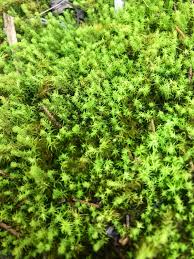 Attēlu rezultāti vaicājumam “Syntrichia”