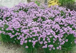 Image result for Allium schoenoprasum