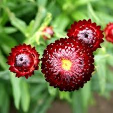 Image result for Helichrysum lindleyii