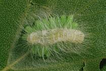 Attēlu rezultāti vaicājumam “Acronicta leporina larva”