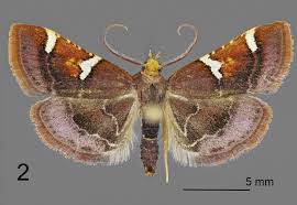 Attēlu rezultāti vaicājumam “Pyralis regalis”