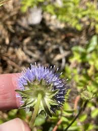 Attēlu rezultāti vaicājumam “Jasione montana leaf”