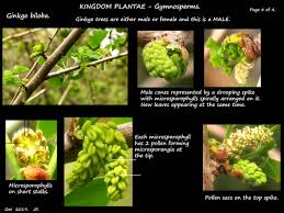 Attēlu rezultāti vaicājumam “Ginkgo biloba female flower”