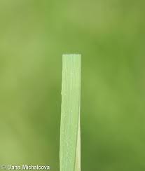 Attēlu rezultāti vaicājumam “Calamagrostis canescens leaf”