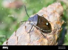 Attēlu rezultāti vaicājumam “Chlorochroa pinicola”