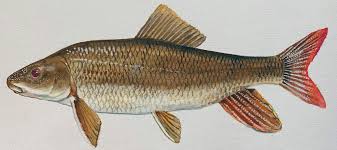 Image result for Moxostoma hubbsi