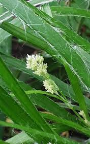 Attēlu rezultāti vaicājumam “Luzula luzuloides leaf”