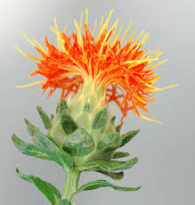 Image result for Carthamus tinctorius