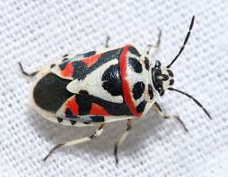 Attēlu rezultāti vaicājumam “Eurydema dominulus imago”