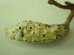 Attēlu rezultāti vaicājumam “Diastrophus rubi”