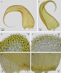 Attēlu rezultāti vaicājumam “Homomallium incurvatum sporophyte”