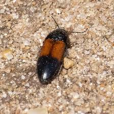 Attēlu rezultāti vaicājumam “Ampedus balteatus”