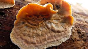 Attēlu rezultāti vaicājumam “Skeletocutis amorpha”