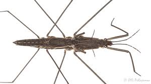 Attēlu rezultāti vaicājumam “Aquarius najas”