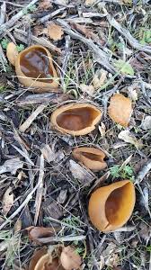 Attēlu rezultāti vaicājumam “Peziza repanda”