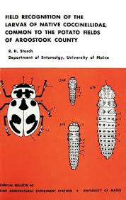 Attēlu rezultāti vaicājumam “Coccinellidae”