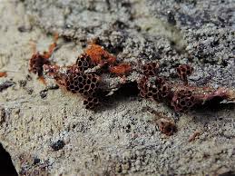 Attēlu rezultāti vaicājumam “Metatrichia vesparia”