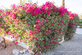 Image result for bougainvillea