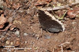 Attēlu rezultāti vaicājumam “Nymphalis antiopa underside”