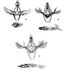 Attēlu rezultāti vaicājumam “Sciota adelphella”