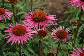 Image result for Sonnenhut