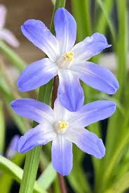 Attēlu rezultāti vaicājumam “Scilla luciliae”