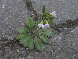 Attēlu rezultāti vaicājumam “Cardaminopsis arenosa fruit”