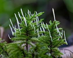 Attēlu rezultāti vaicājumam “Eocronartium muscicola”