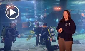 Image result for Cleveland Divers