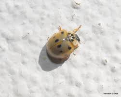 Attēlu rezultāti vaicājumam “Adalia decempunctata”