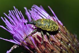 Attēlu rezultāti vaicājumam “Larinus sp.”