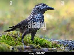 Image result for Nucifraga caryocatactes