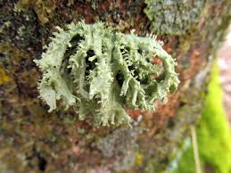 Attēlu rezultāti vaicājumam “Ramalina fastigiata”