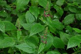 Attēlu rezultāti vaicājumam “Stachys sylvatica bud”