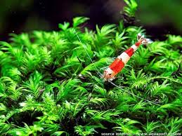 Attēlu rezultāti vaicājumam “Dicranales”