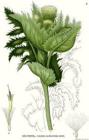 Attēlu rezultāti vaicājumam “Cirsium oleraceum flower”