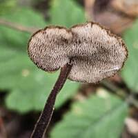 Attēlu rezultāti vaicājumam “Physarum auriscalpium sessile”