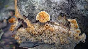 Attēlu rezultāti vaicājumam “Ceriporiopsis aneirina”