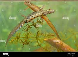 Attēlu rezultāti vaicājumam “Triturus vulgaris female”