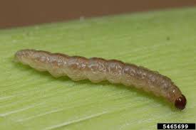 Attēlu rezultāti vaicājumam “Ostrinia nubilalis”