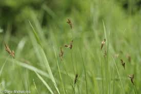 Attēlu rezultāti vaicājumam “Carex praecox”